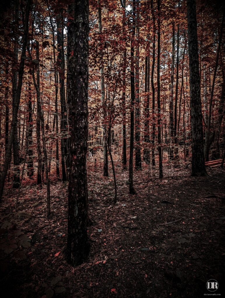 Hannacroix Creek Preserve Forest