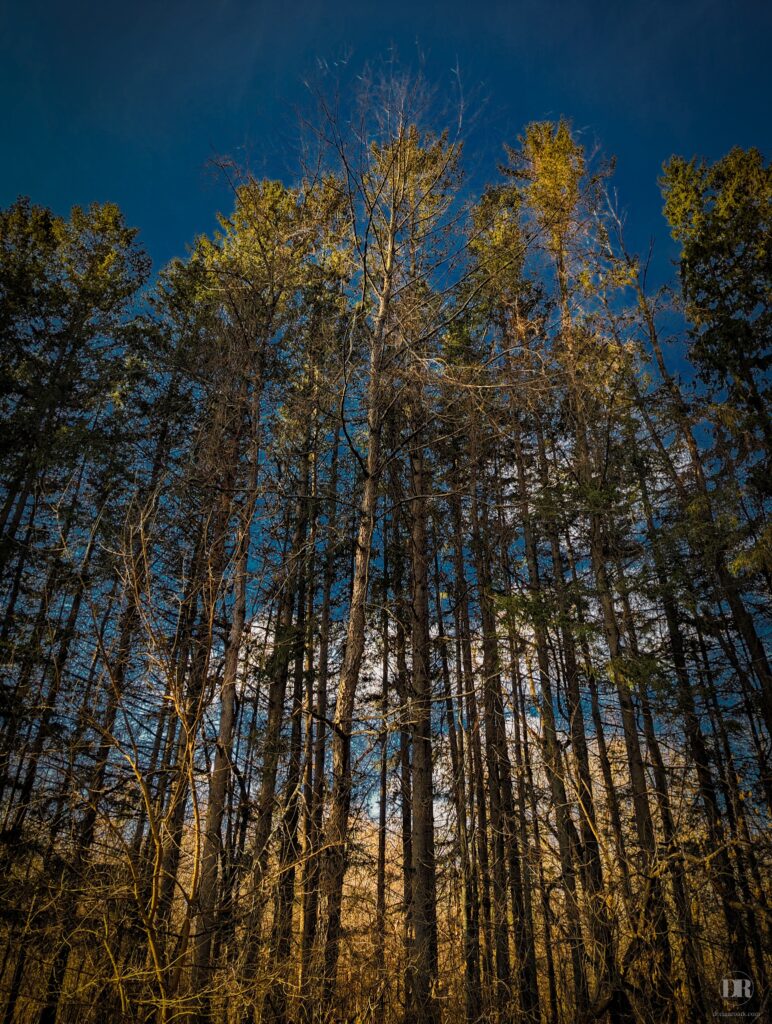 Tall Trees at Vischer Ferry Preserve
