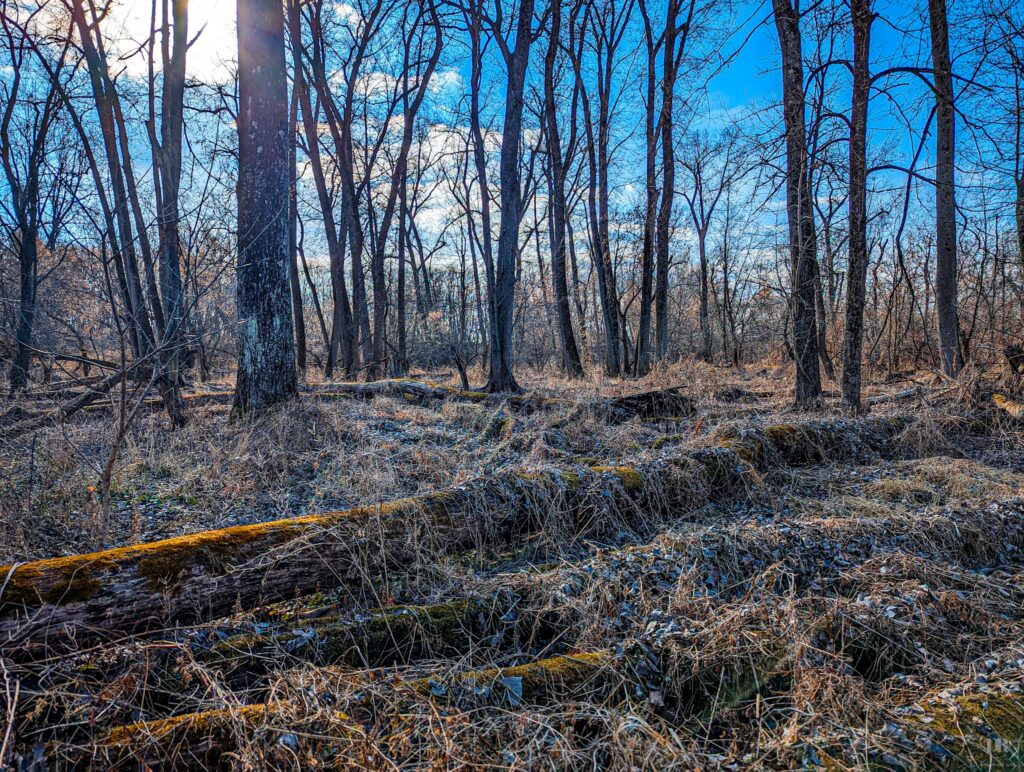 Vischer Ferry Preserve Treeline