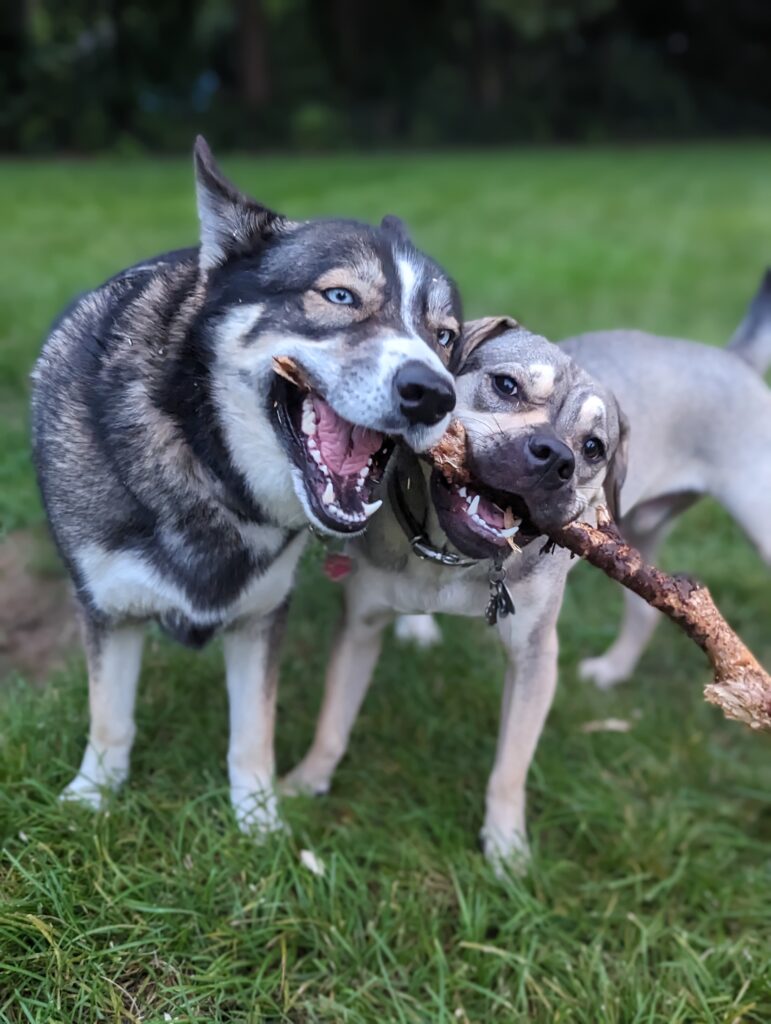 Chloe and Larry share a favorite stick