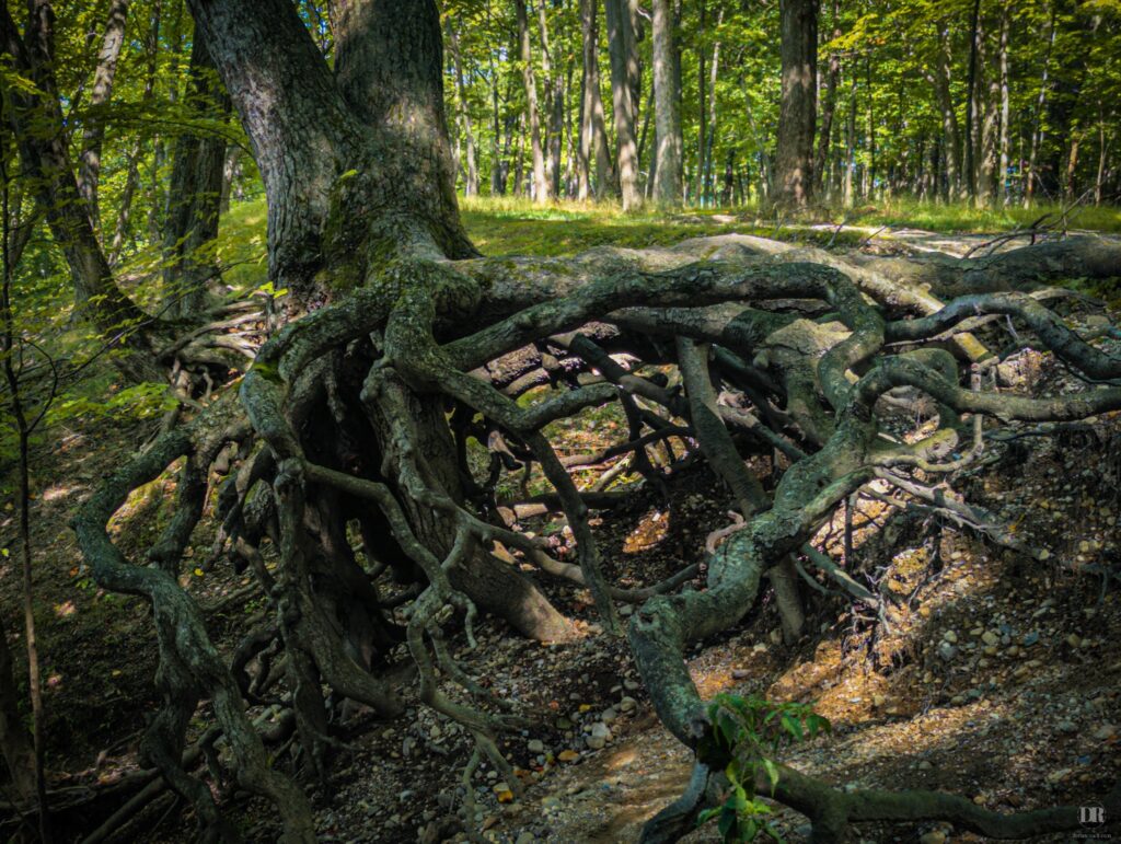 Roots