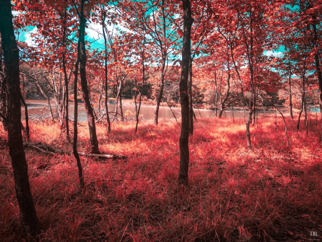 Coral Hue Forest